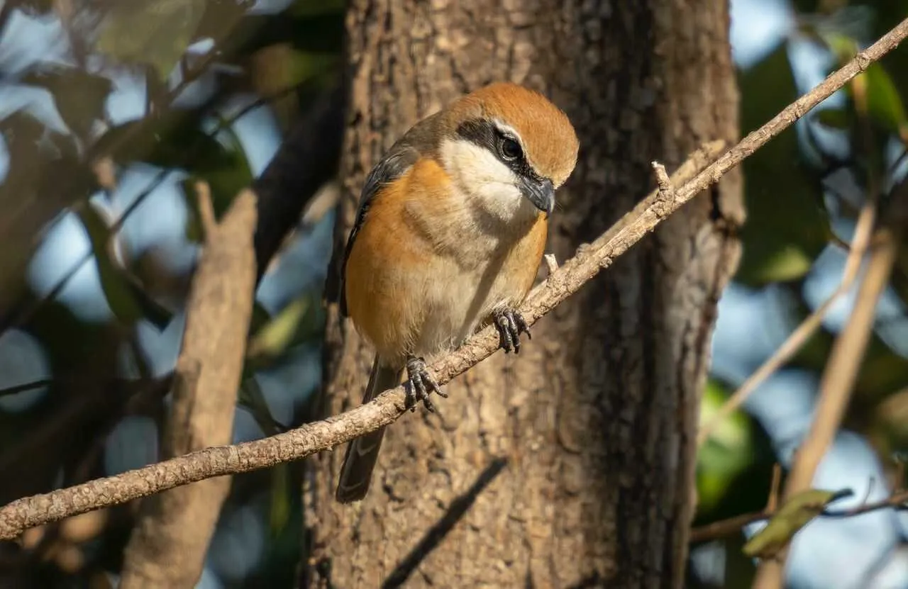 Bull-headed Shrike
