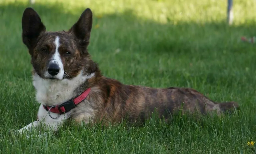 ウェルシュ・コーギー・カーディガン