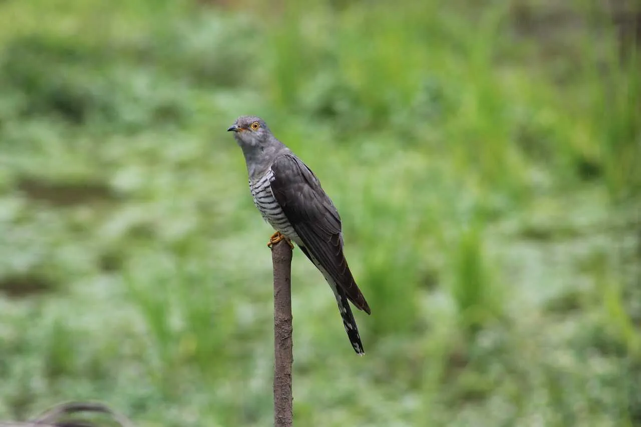 Cuckoo