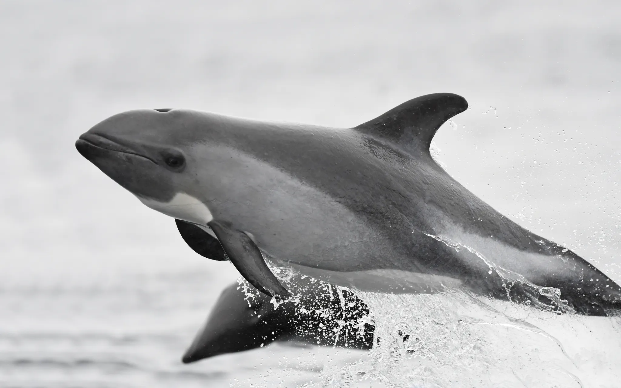 ミナミカマイルカ