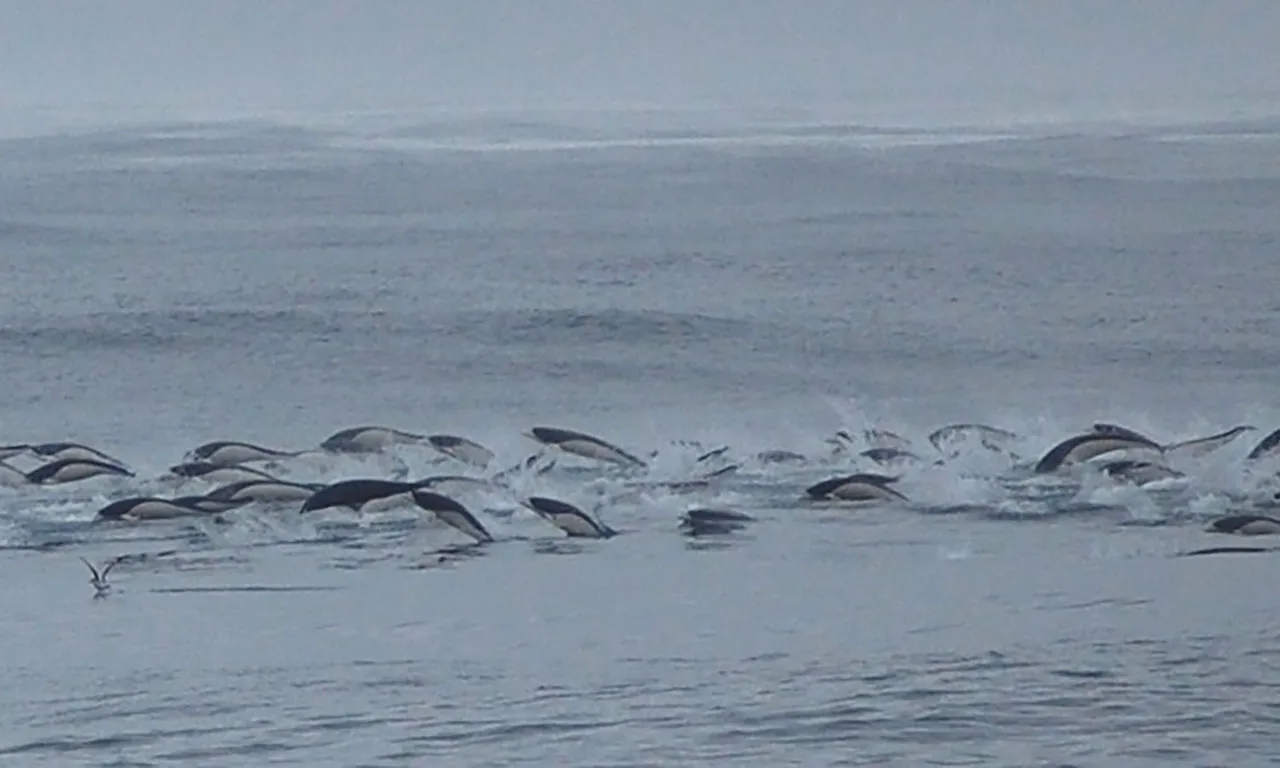 海面を泳ぐシロハラセミイルカの群れ