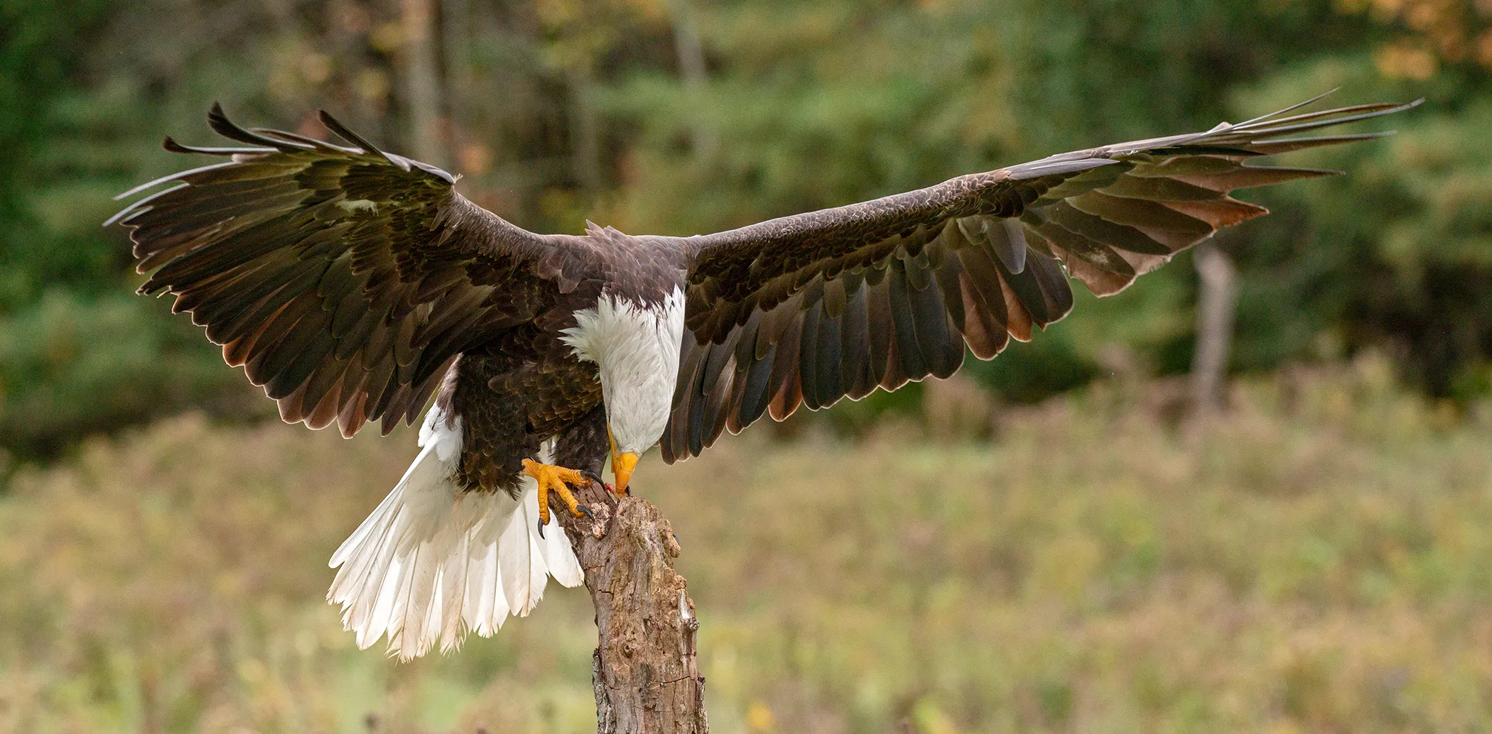 アメリカハクトウワシ：アメリカ合衆国の象徴である国鳥 | 動物完全大百科