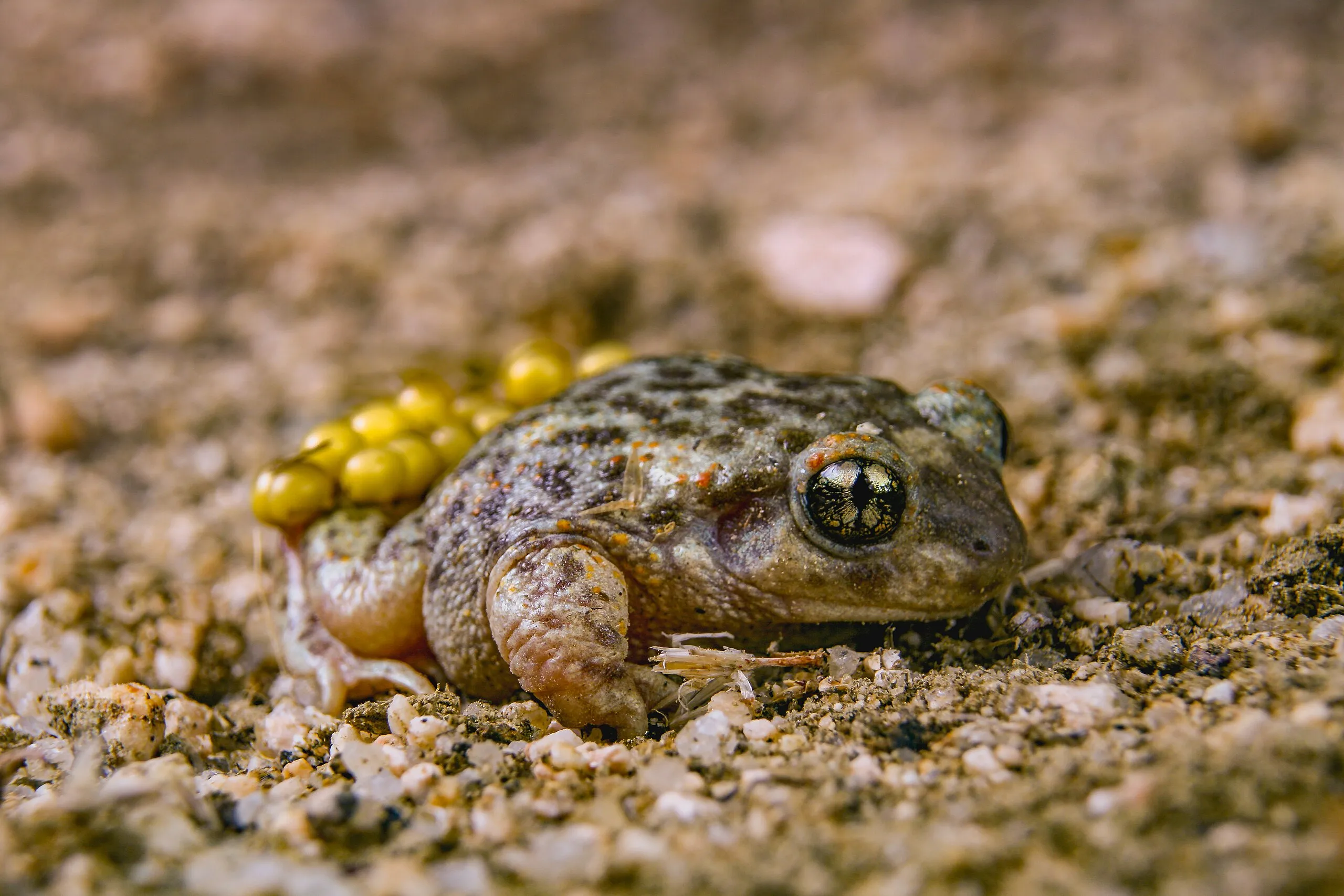 イベリアコモリガエルの画像
