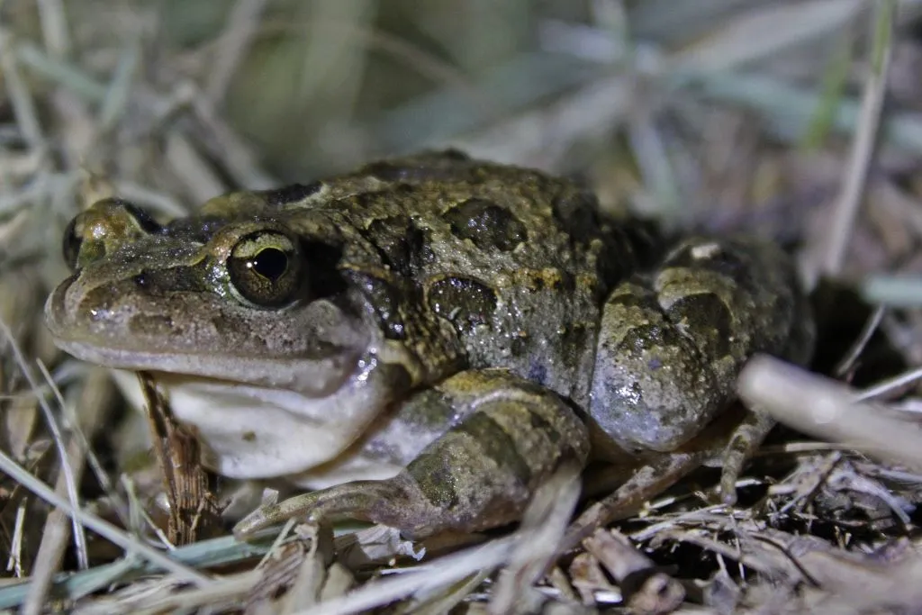チチュウカイイロワケガエルの写真