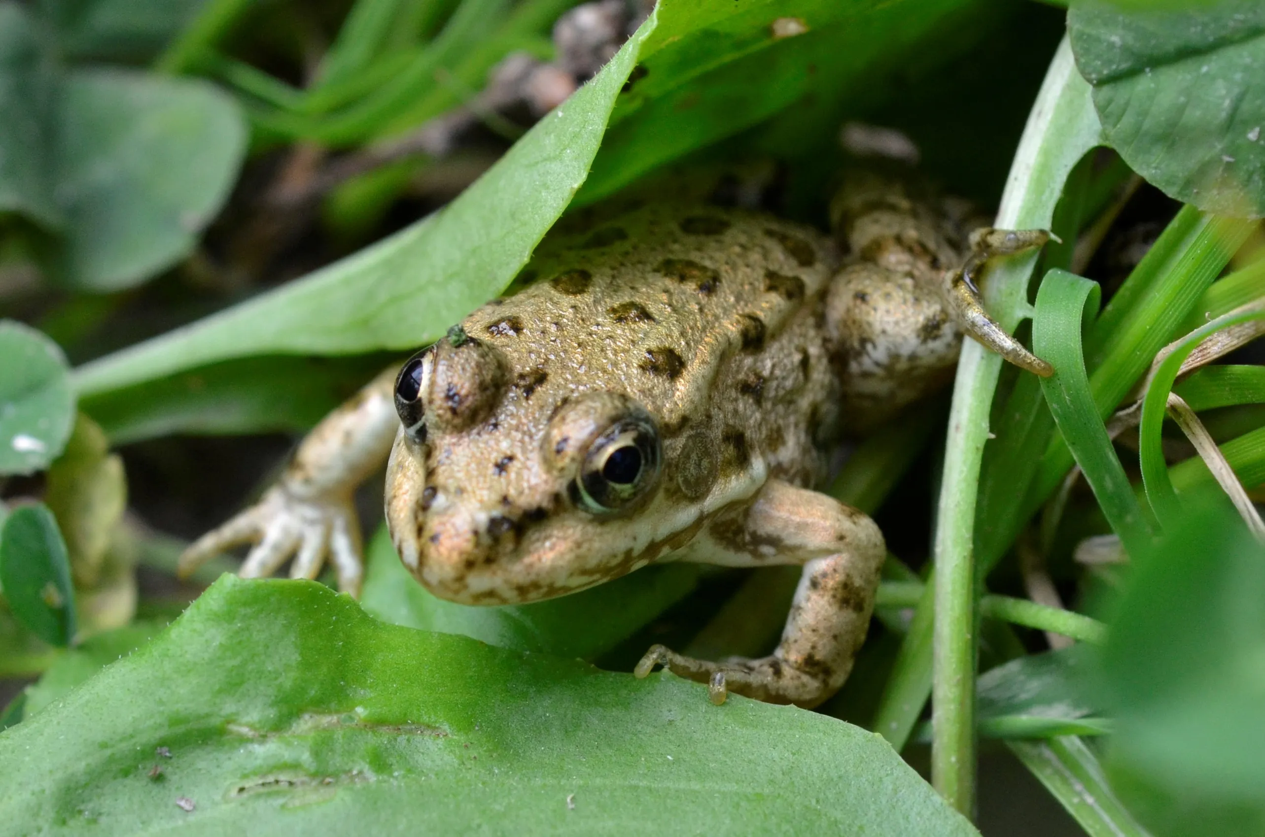 モロッコイロワケガエルの写真