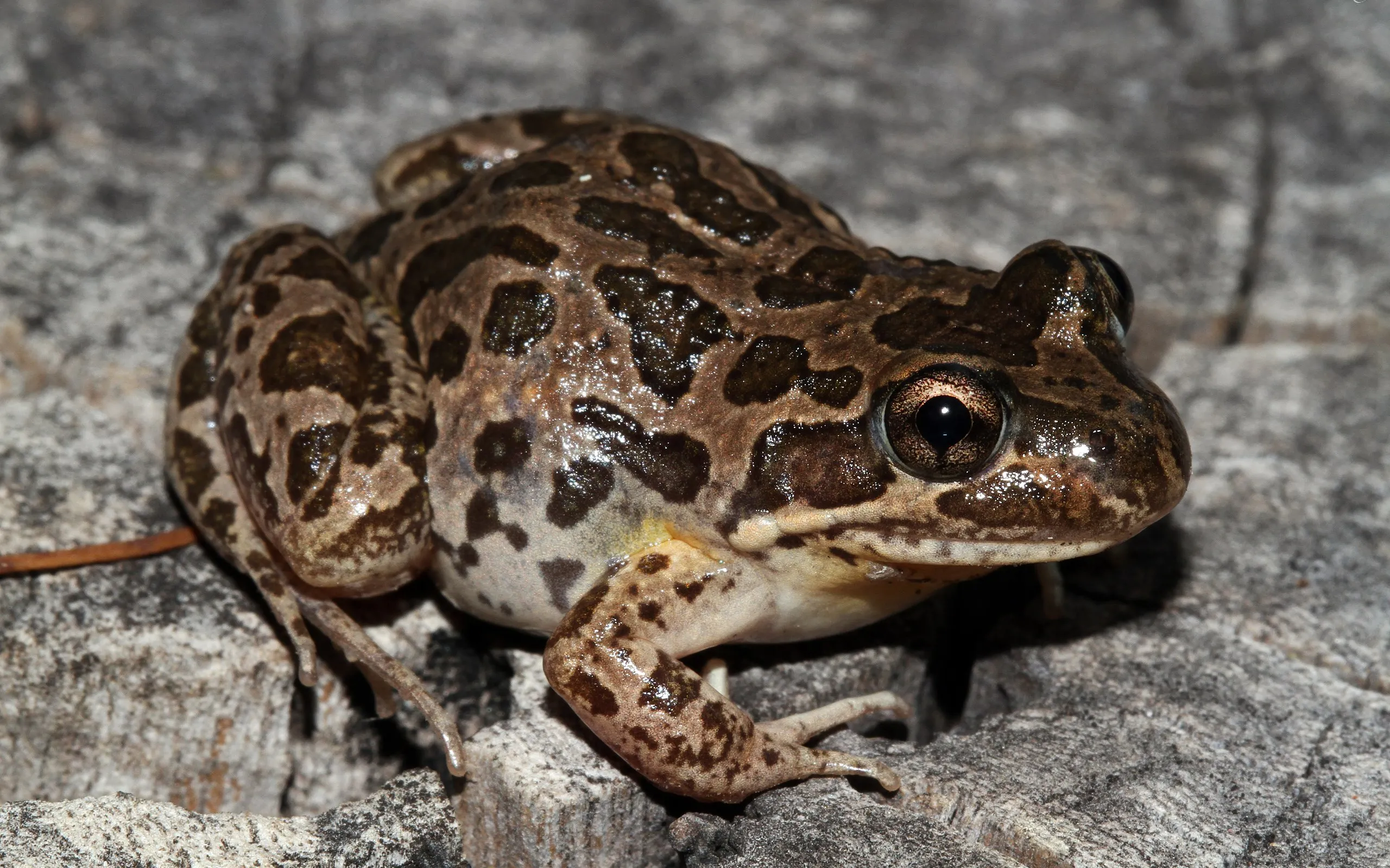 ナガユビヌマチガエルの写真