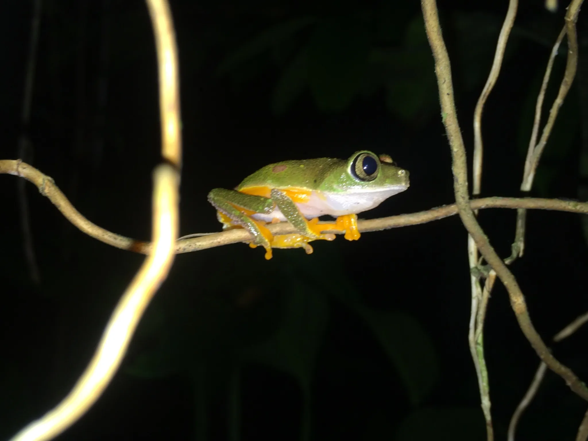 グラニュラーアマガエル