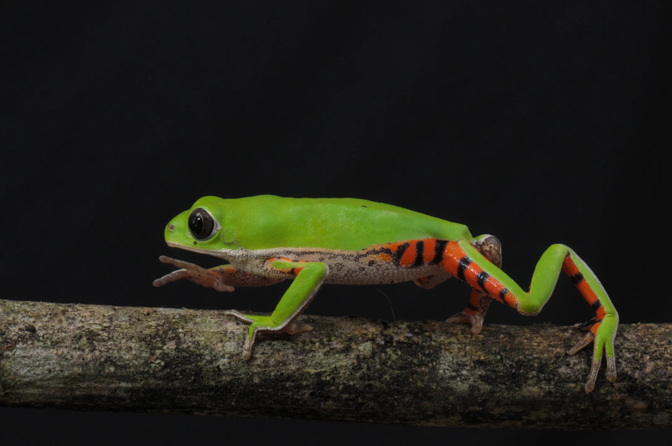 ノルデスチンネコメガエル