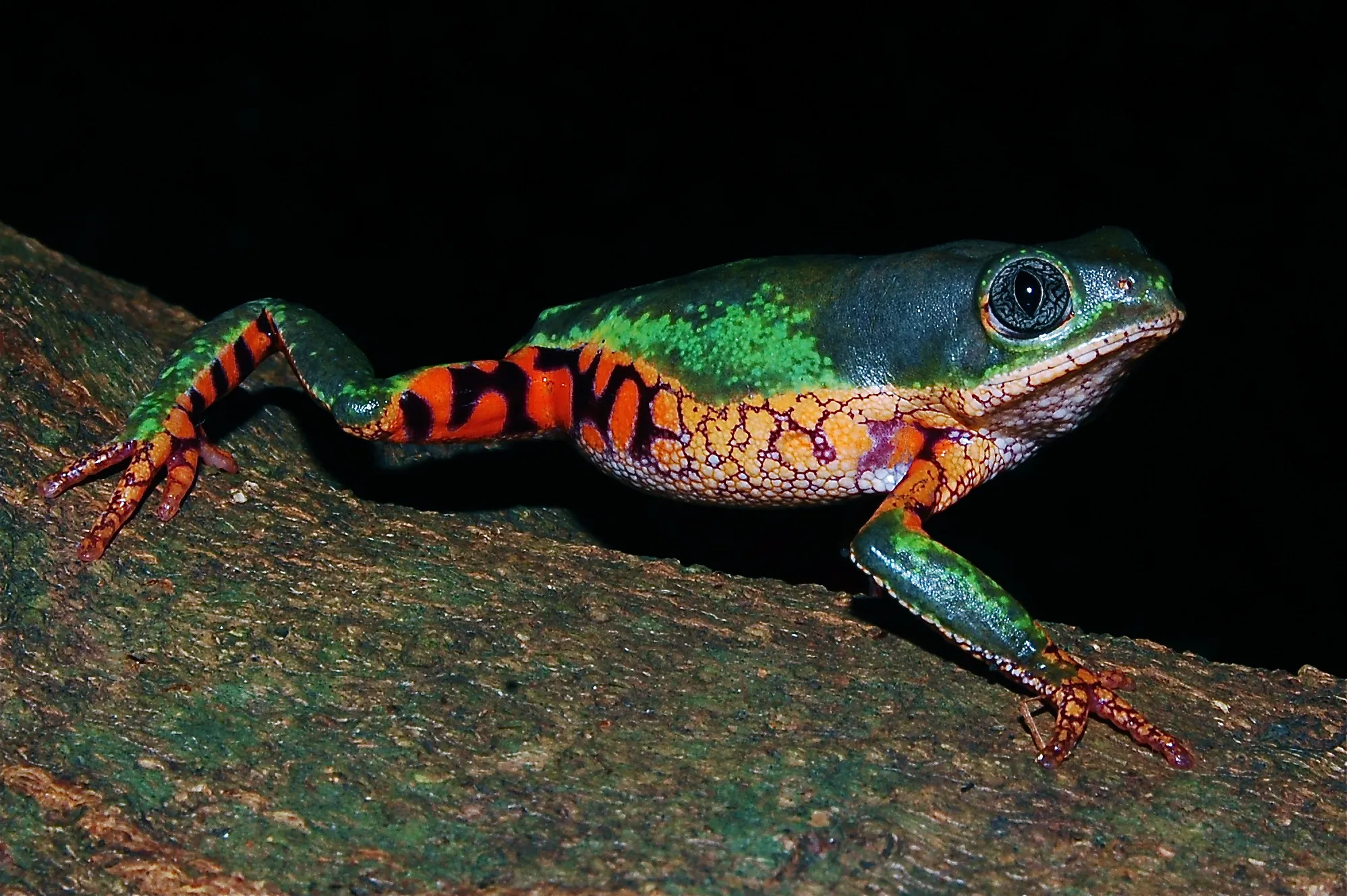 オレアスネコメガエル