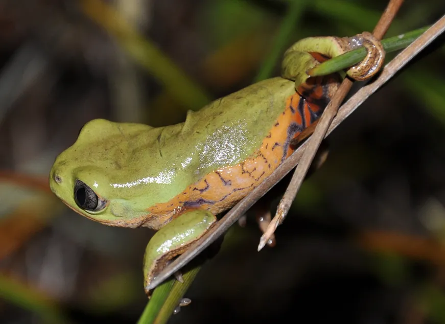 ルスティクスネコメガエル