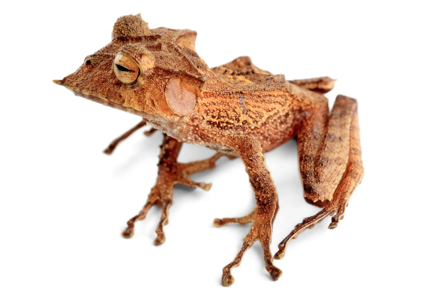 エクアドルツノアマガエルの写真