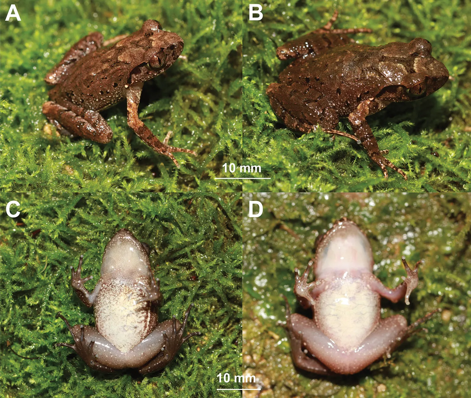 チーシュイコノハガエルの写真