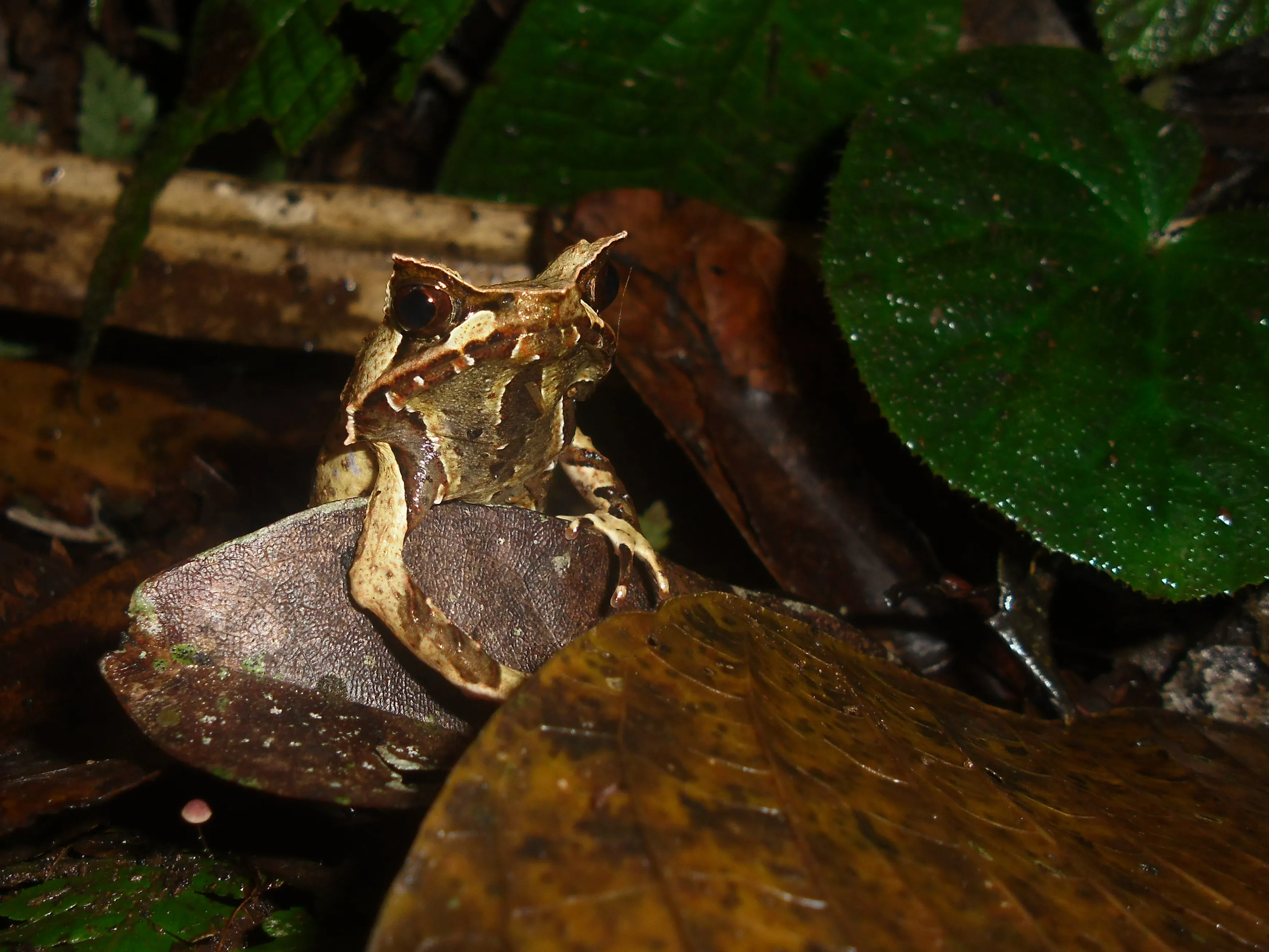 ジャワツノコノハガエルの写真