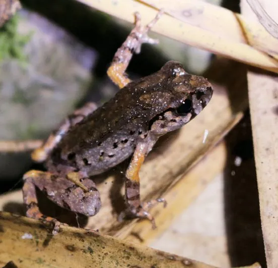 スイヤンコノハガエルの写真