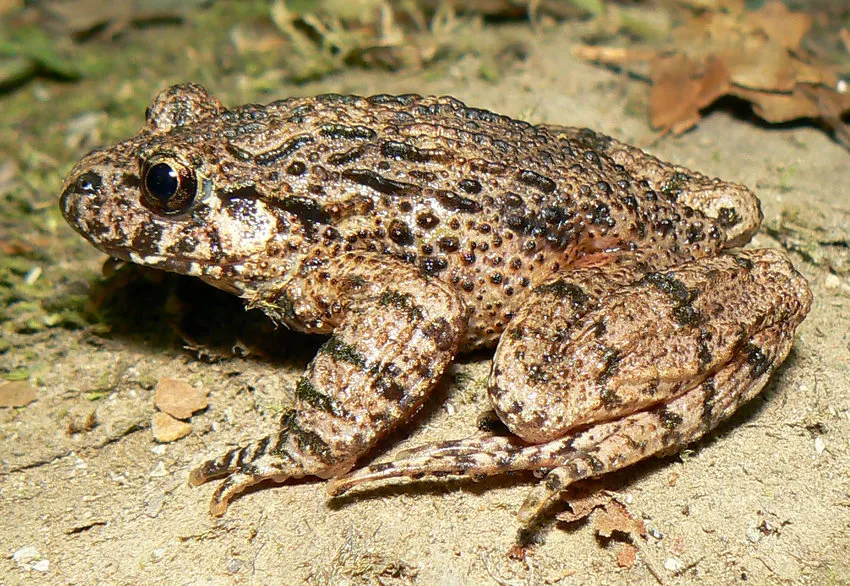 コーカサスパセリガエルの写真