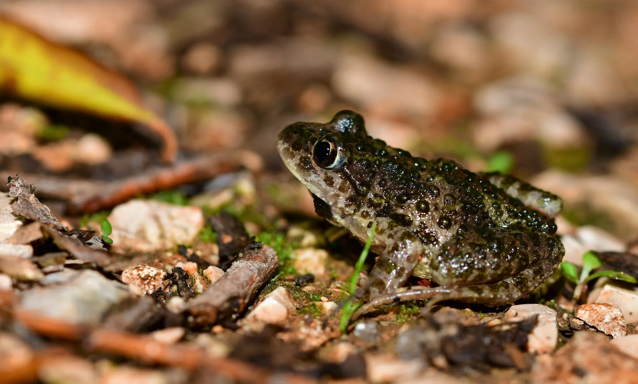ルシタニアパセリガエルの写真