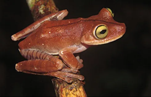 カプラボーカーマンアマガエルの写真