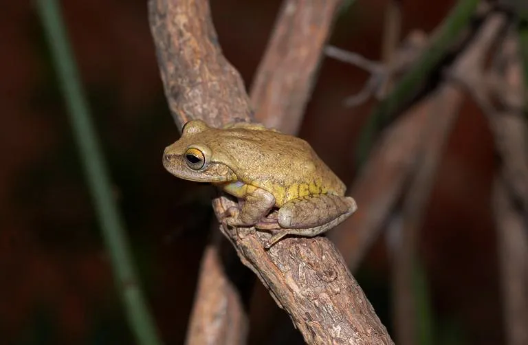 ファゼンダサルトボーカーマンアマガエルの写真