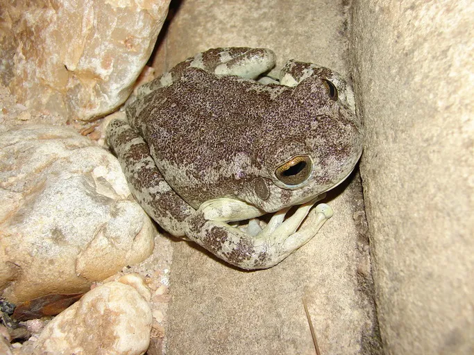 サンタバーバラボーカーマンアマガエルの写真