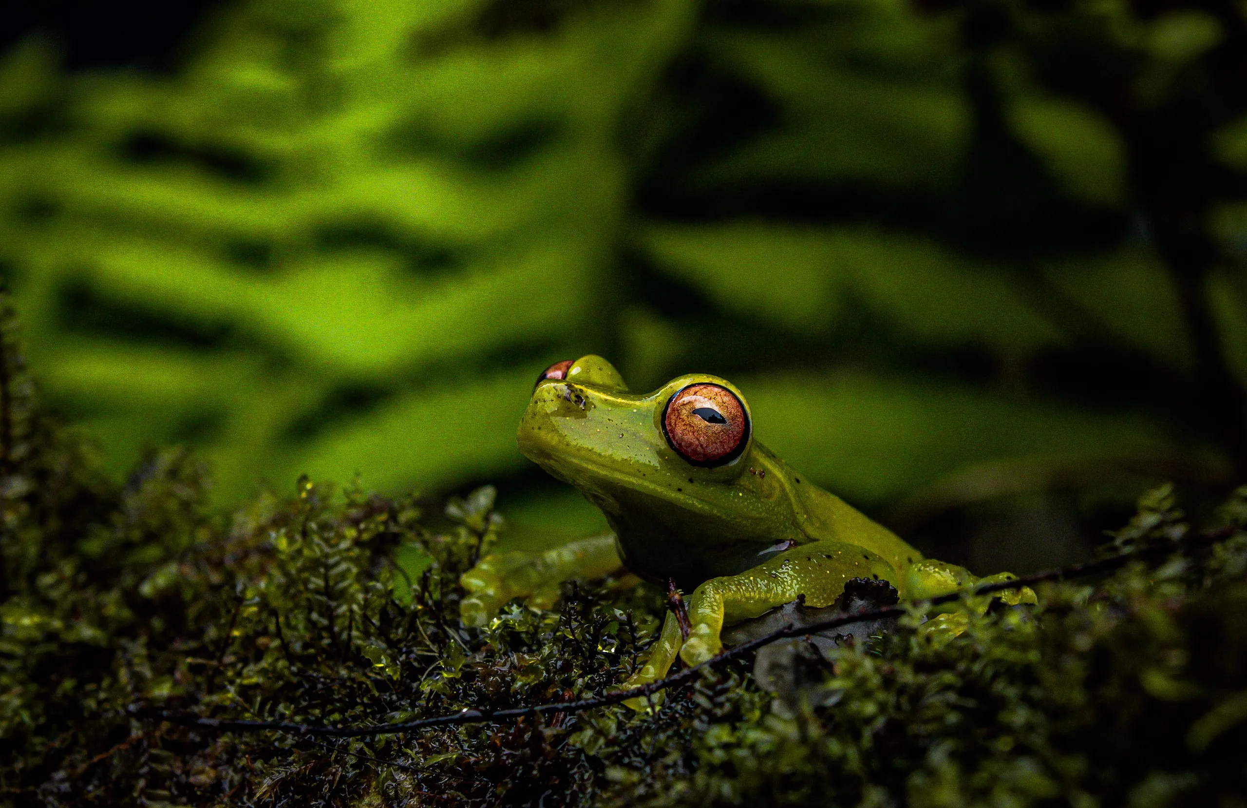 アリダエサトウキビアマガエルの写真