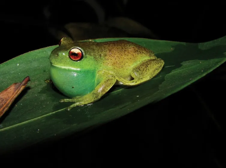 ルツォールムサトウキビアマガエルの写真