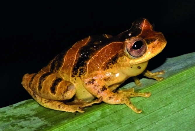 アミコルムキイロアマガエルの写真