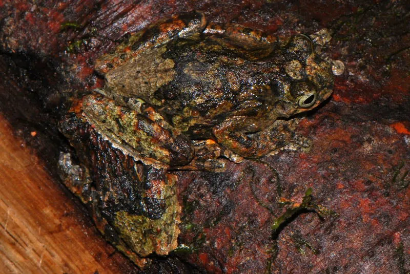 ミナミアメリカトリフンアマガエルの写真