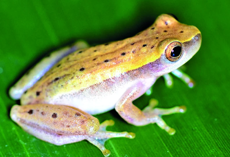 ウォルフォードキイロアマガエルの写真