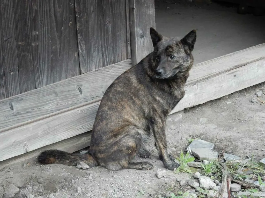 甲斐犬(かいけん)