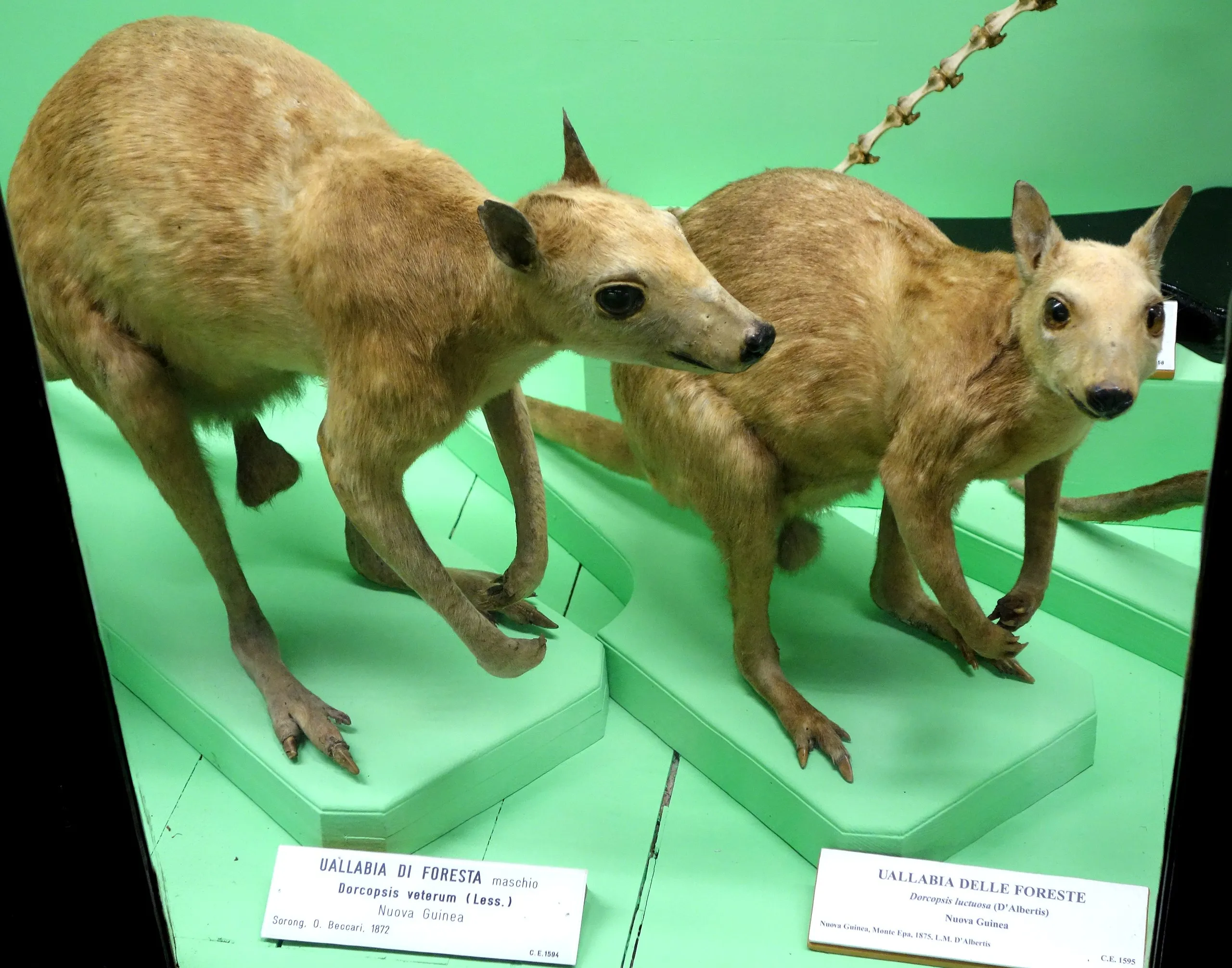 ハイイロドルコプシス