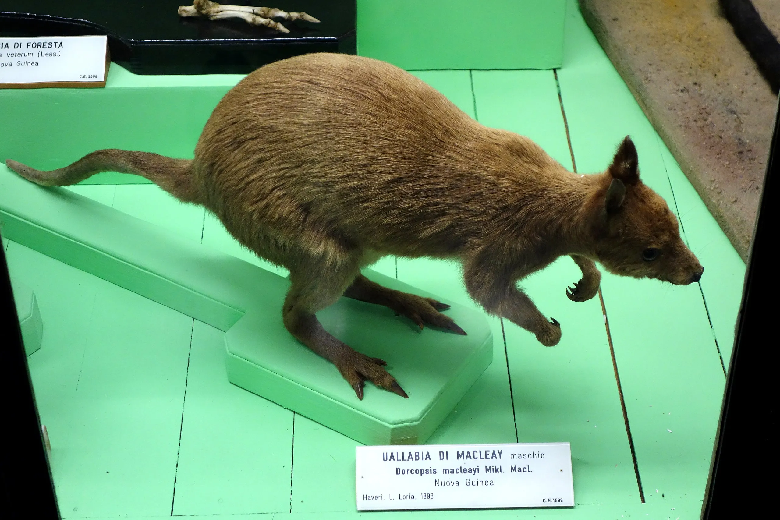 ヒメドルコプシス