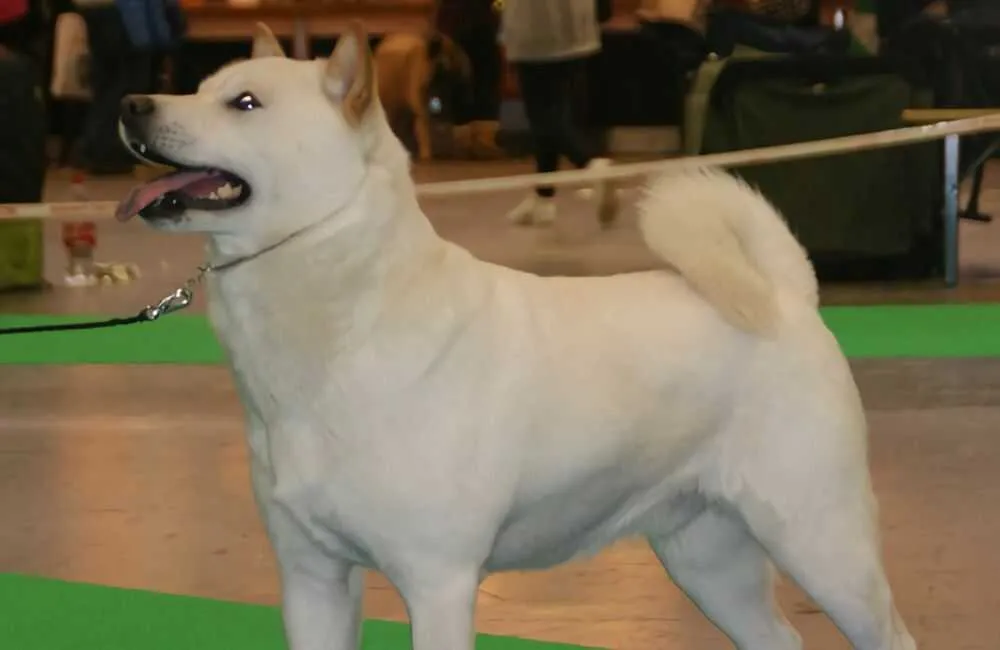 紀州犬(きしゅうけん)