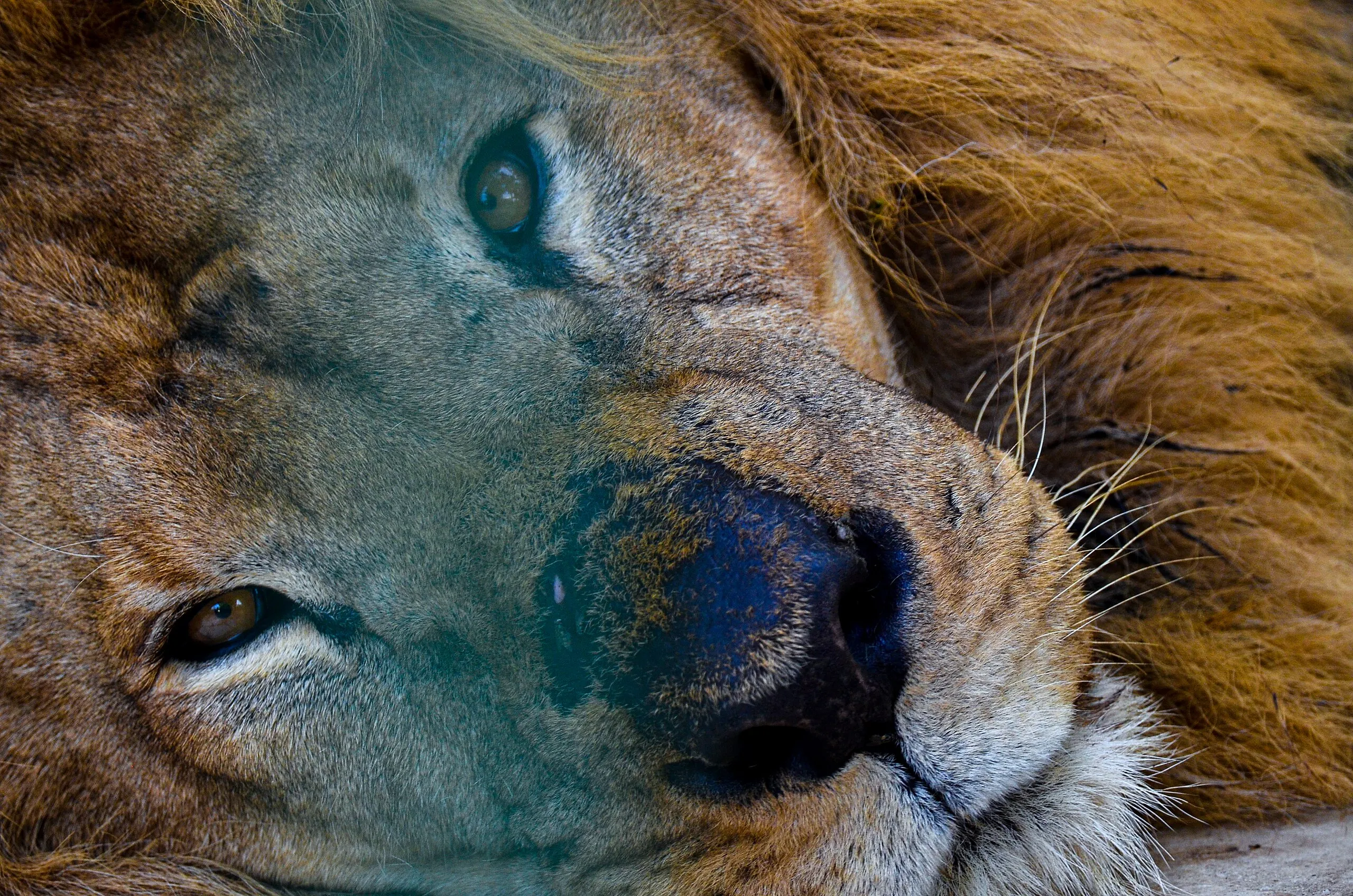 セネガルライオン