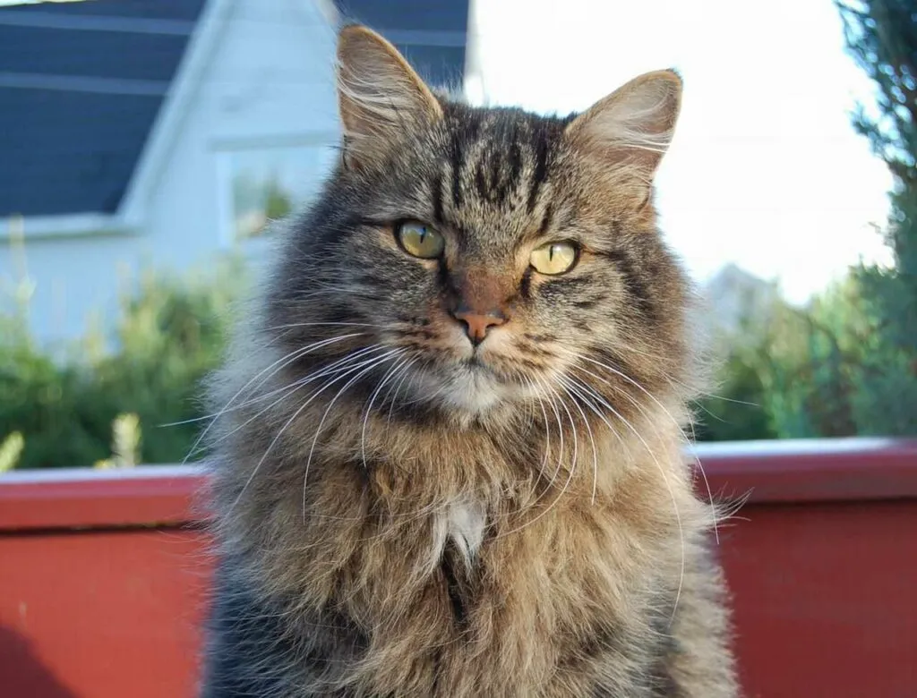 ノルウェージャンフォレストキャット