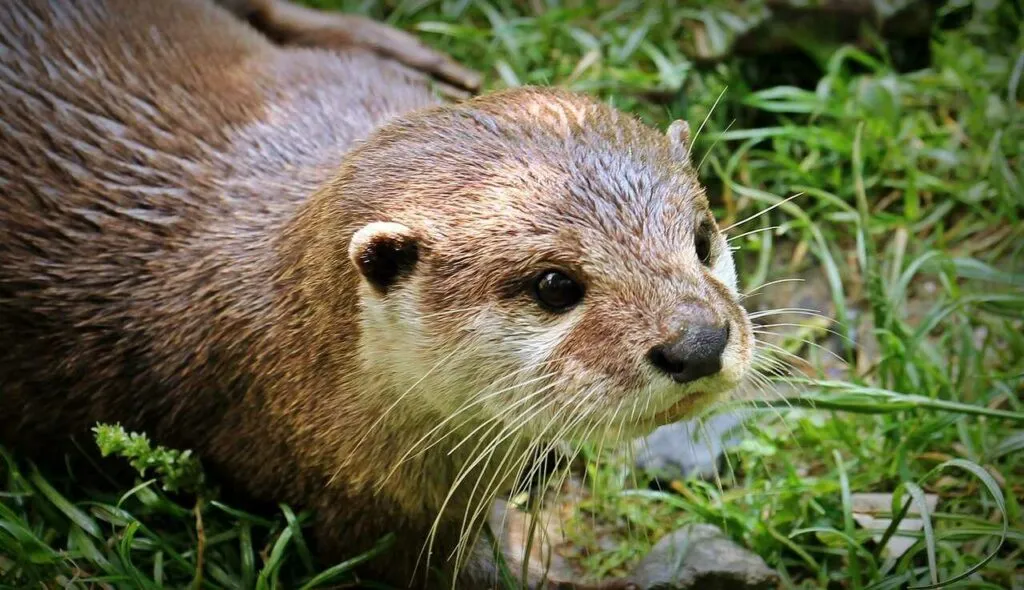 Otter