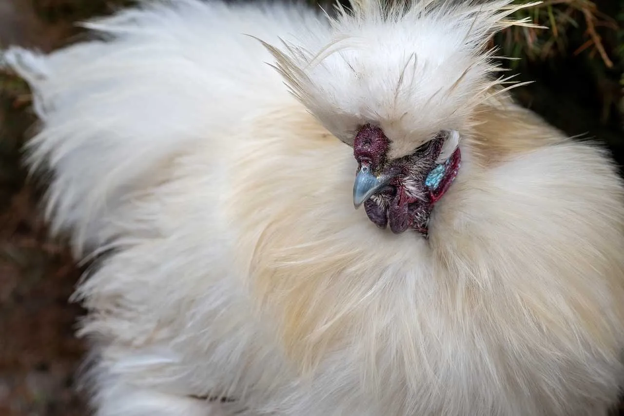 Silkie Chicken