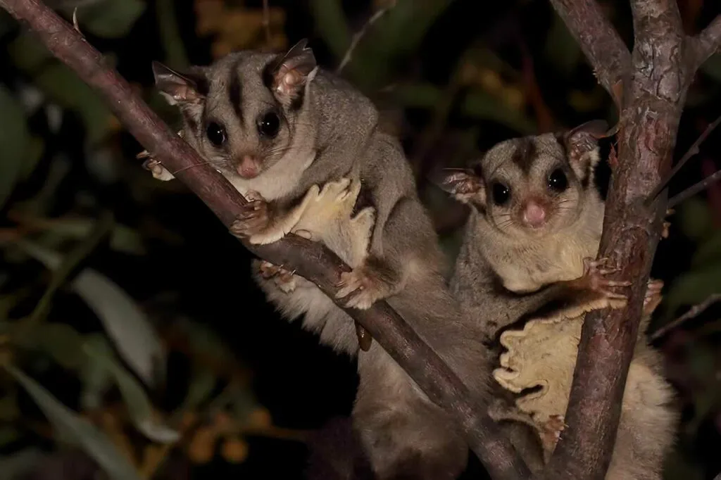 フクロモモンガ