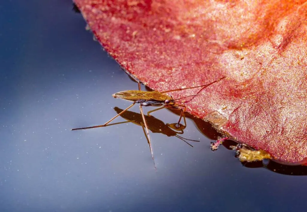 Water Striders