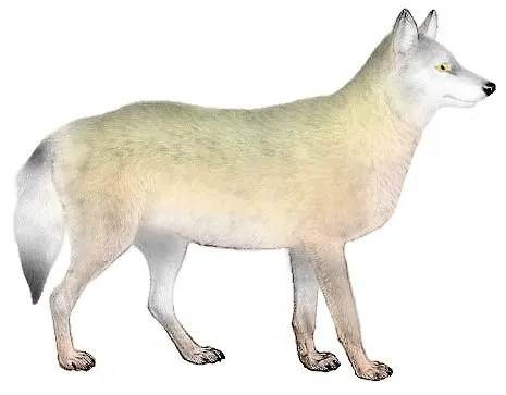 コロラドオオカミ