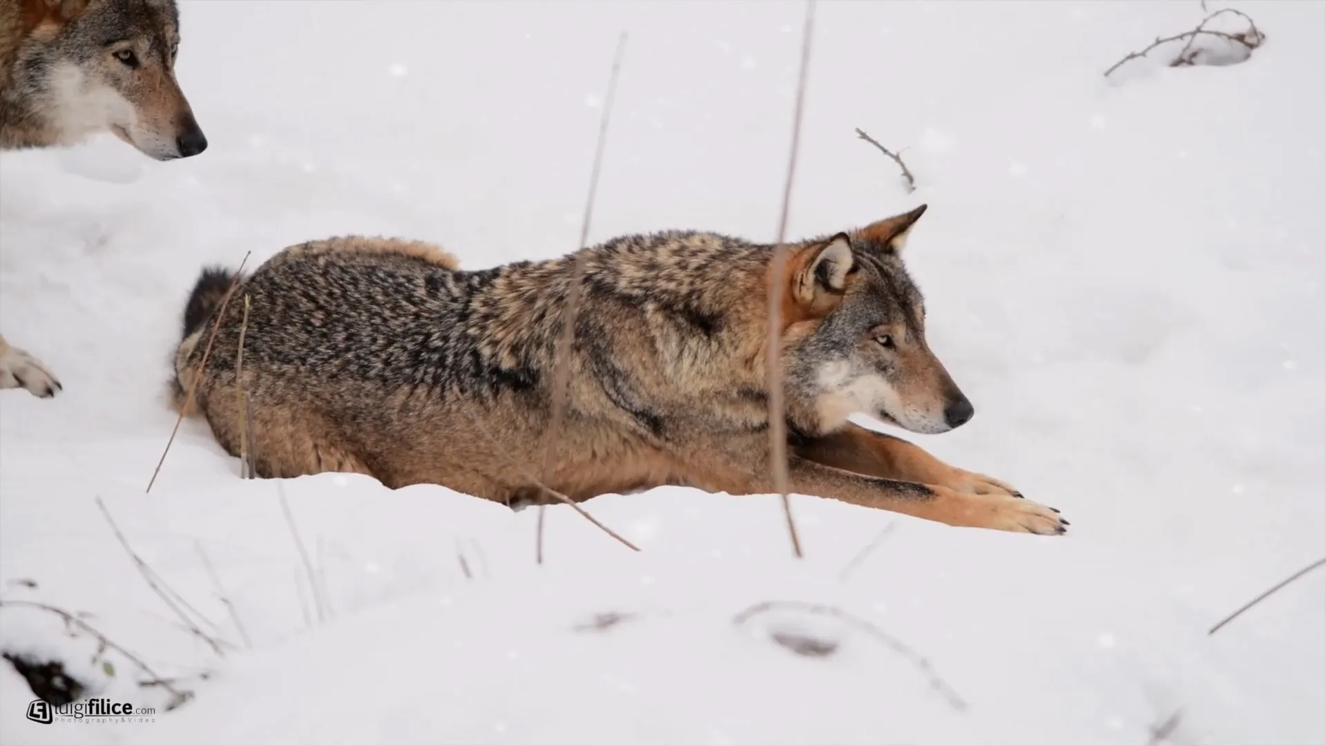 イタリアオオカミ
