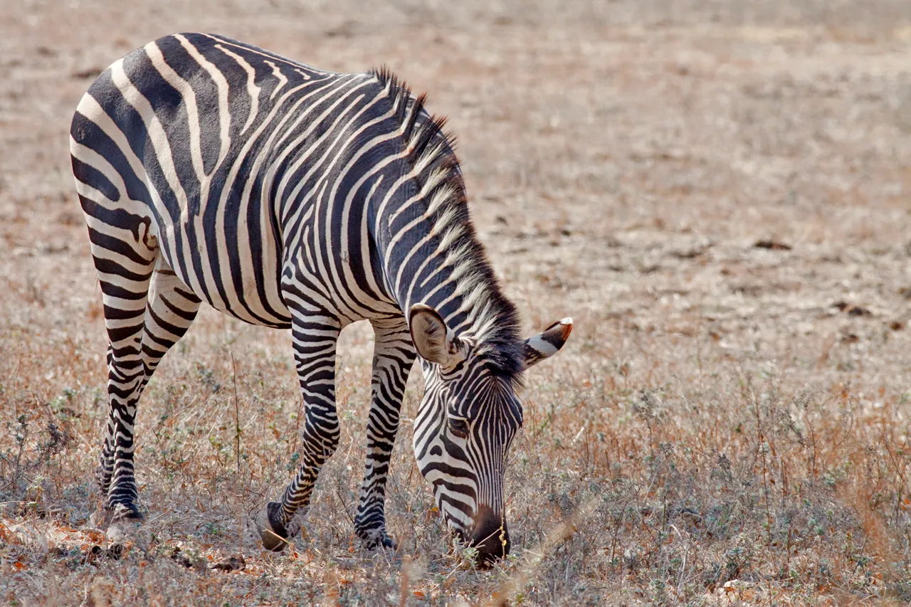 クロウシェイズシマウマ