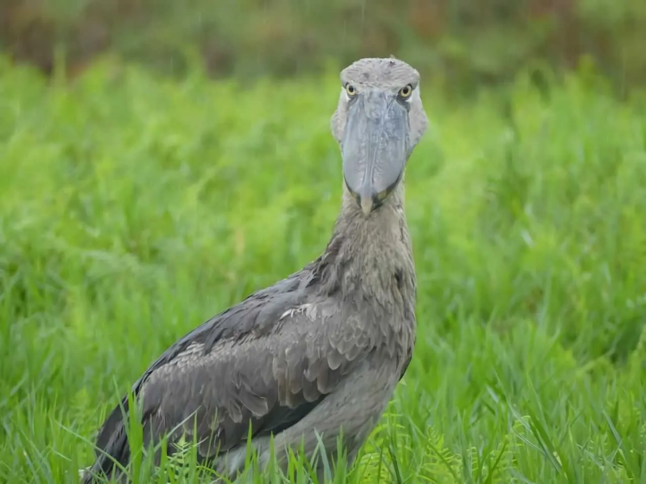 Kochi Prefectural Noichi Zoological Park