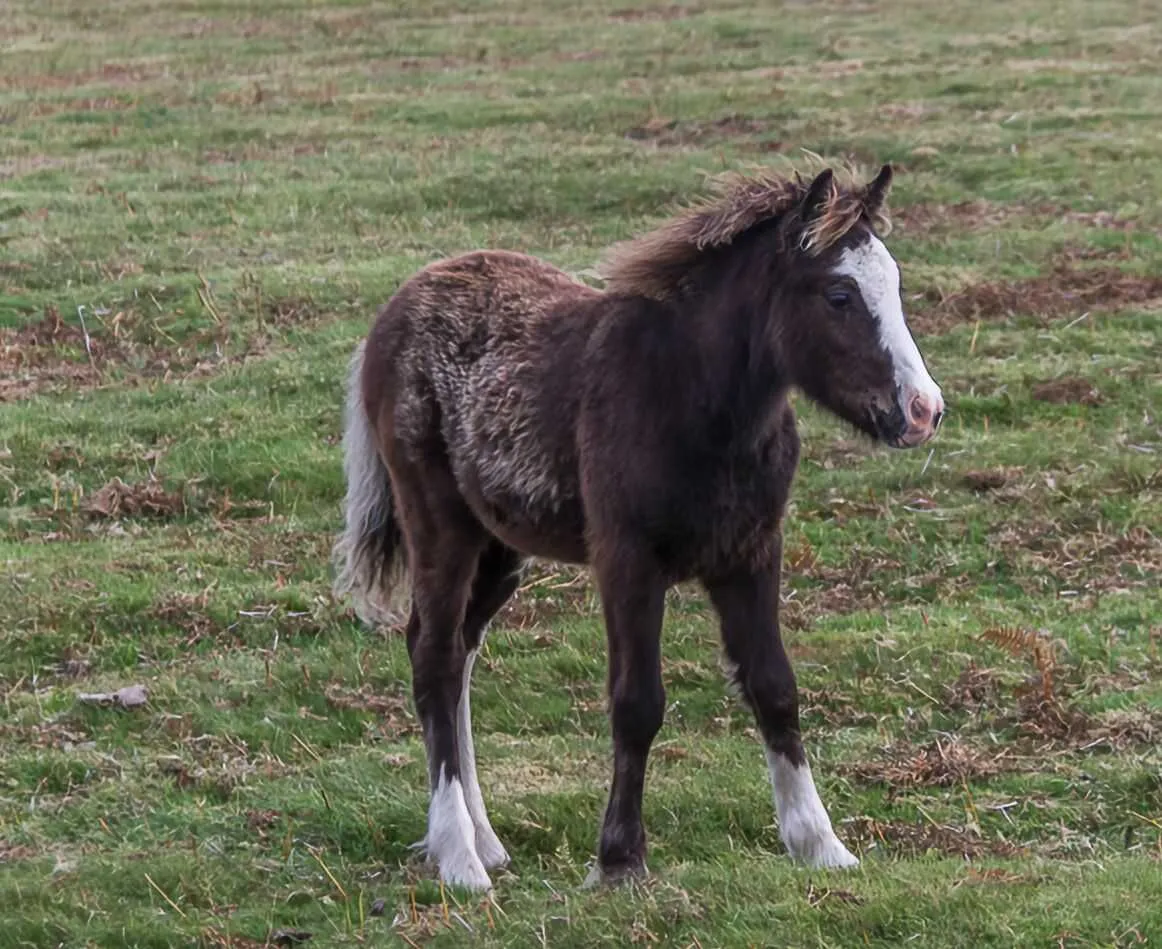 Shibukawa Animal Park