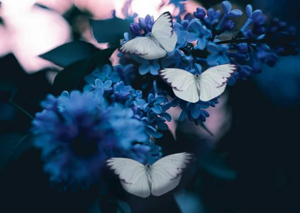 胡蝶の夢（こちょうのゆめ）