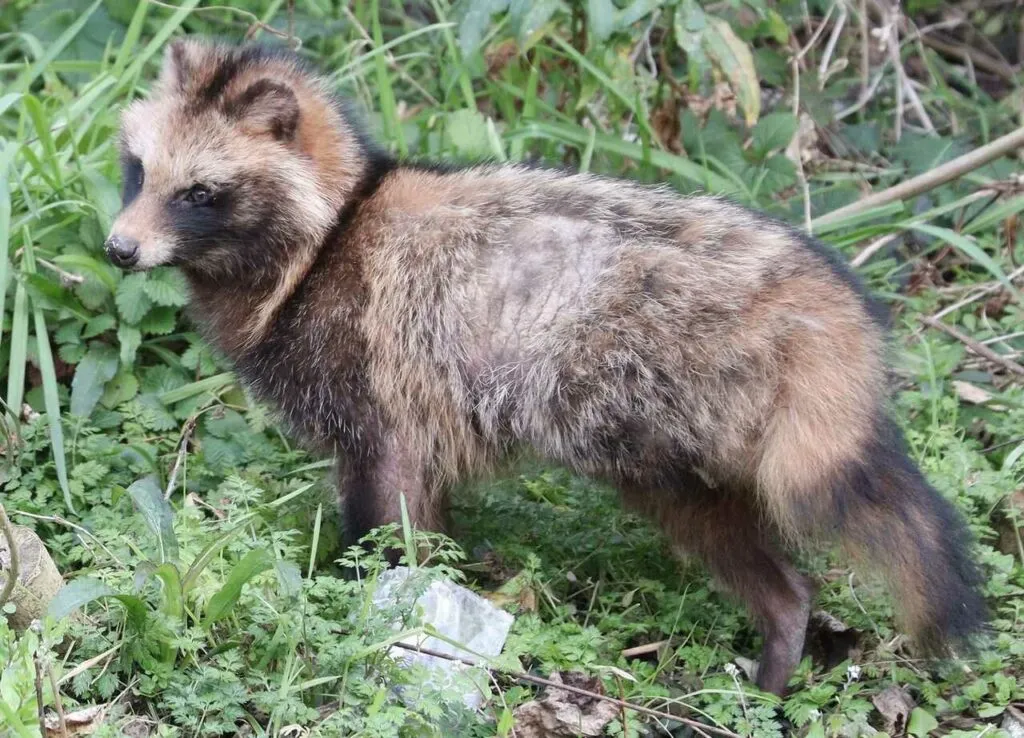 Counting Tanuki Skins Before Catching Them