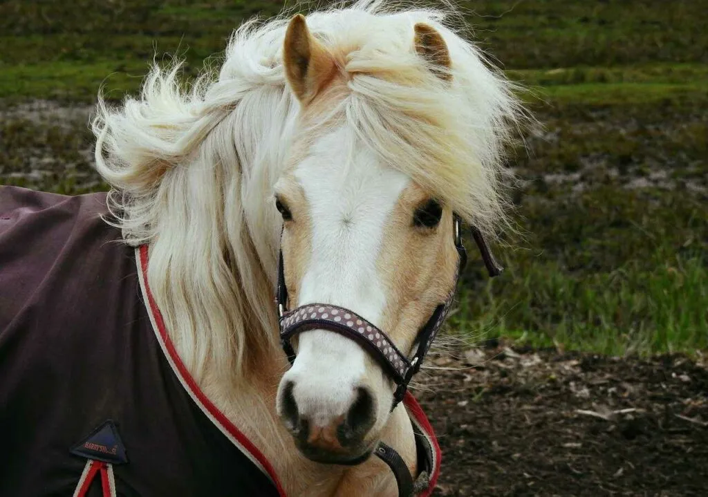 馬耳東風（ばじとうふう）