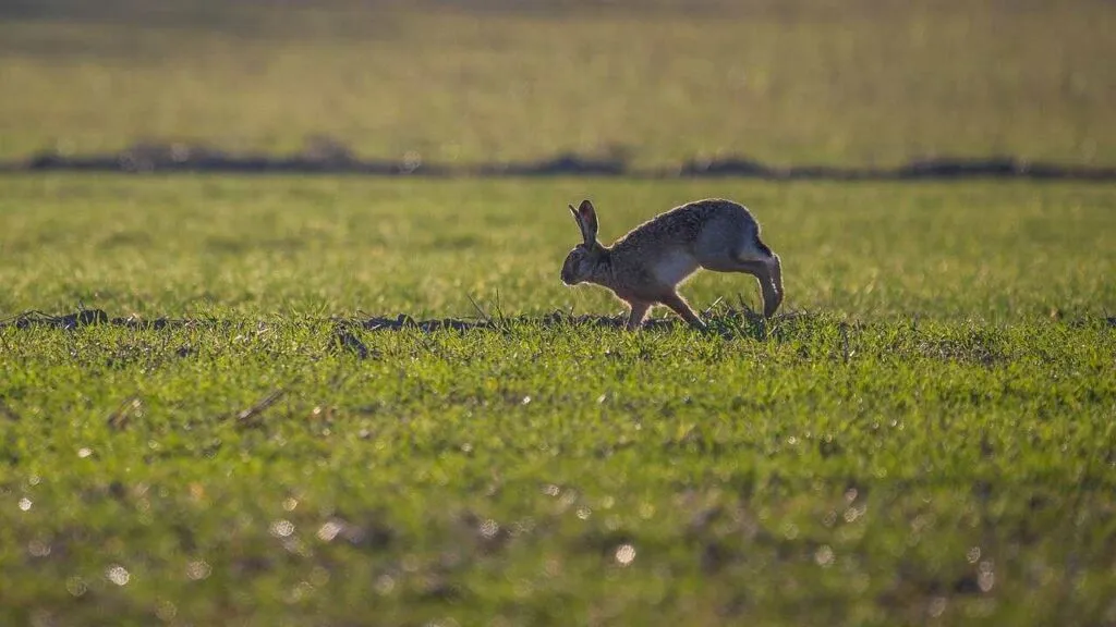 兎の登り坂（うさぎののぼりざか）