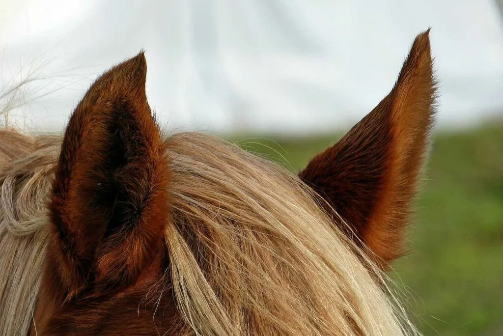 馬の耳に風（うまのみみにかぜ）