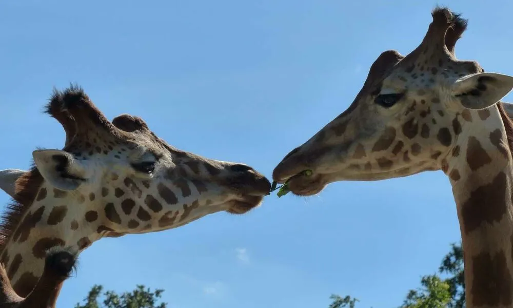 直接のコミュニケーションで深まる、動物への理解と愛情