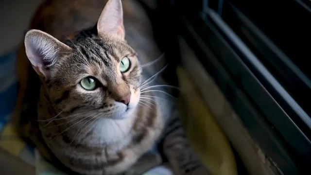 可愛い、愛らしい「ネコ」特集！